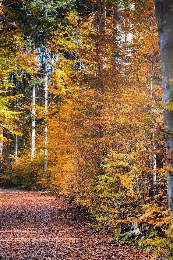 DECHERT Bestattungen fietzfotos Friedwald